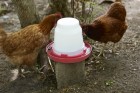 1 Gallon Plastic Nesting Poultry Waterer Base